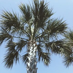 Meet your Posher, Dawn